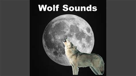 wolf call game Gather a diverse pack of wolves, including the powerful Timber Wolf, majestic Gray Wolf, elegant Arctic Wolf, and mysterious Black Wolf